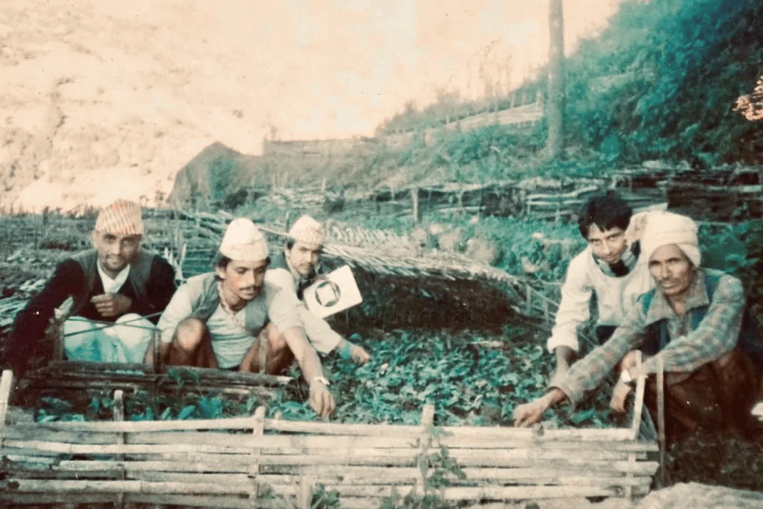 Nepal Tea