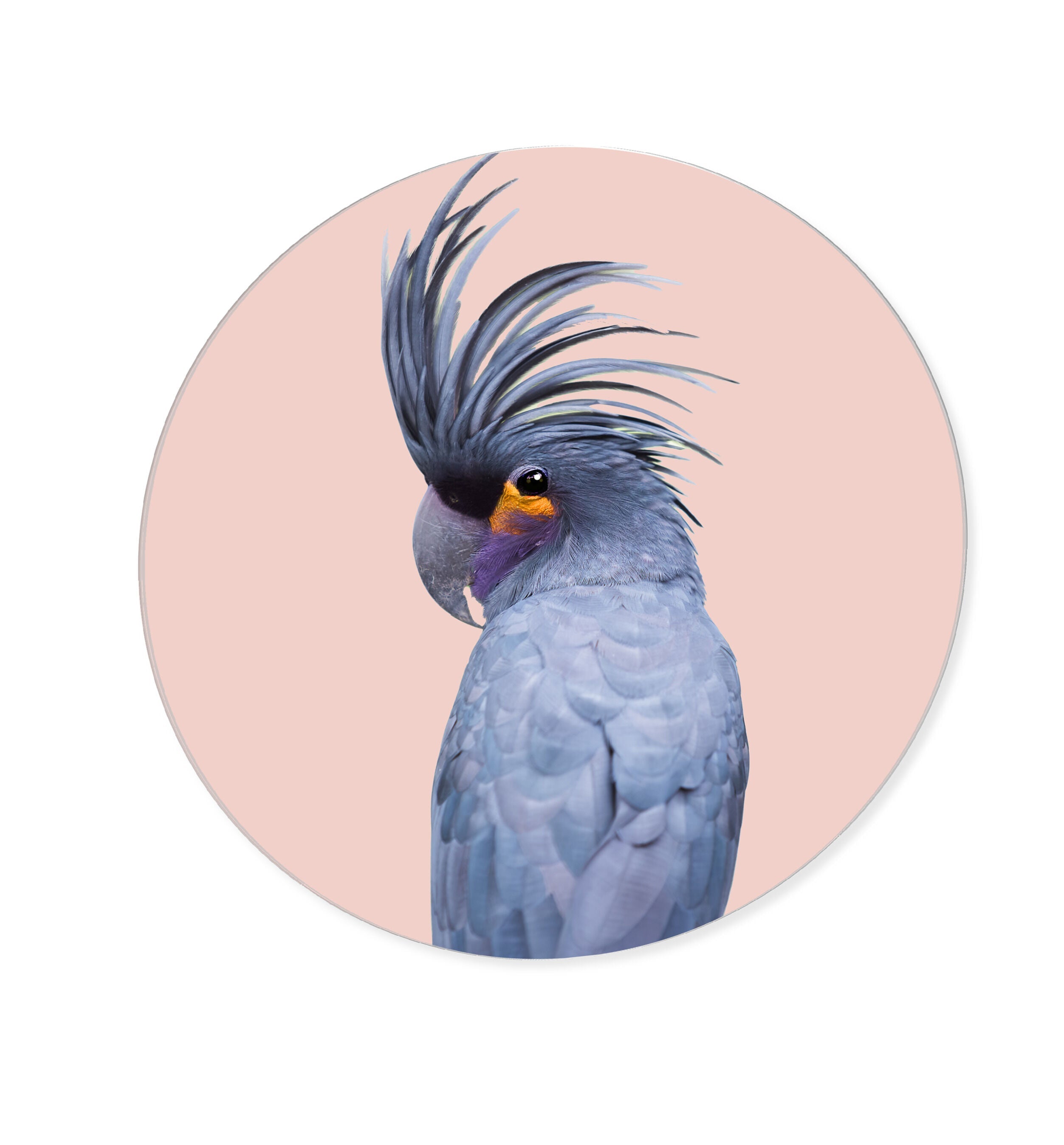 Blue Exotic Cackatoo Round - Acrylic panel