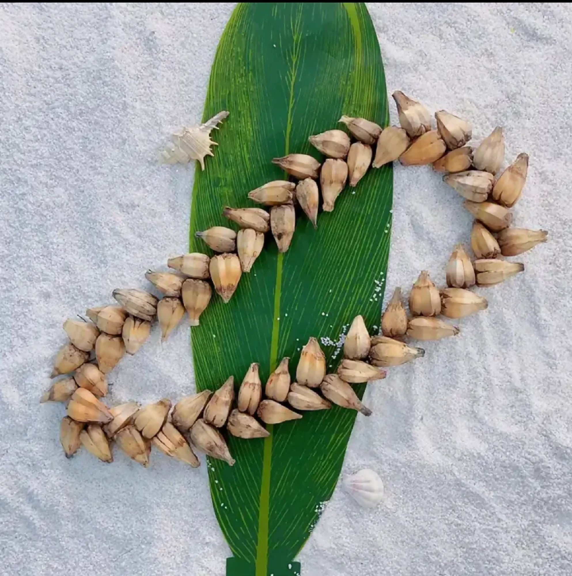 Traditional Ula Fala Necklace - Handmade Polynesian Seed Necklace