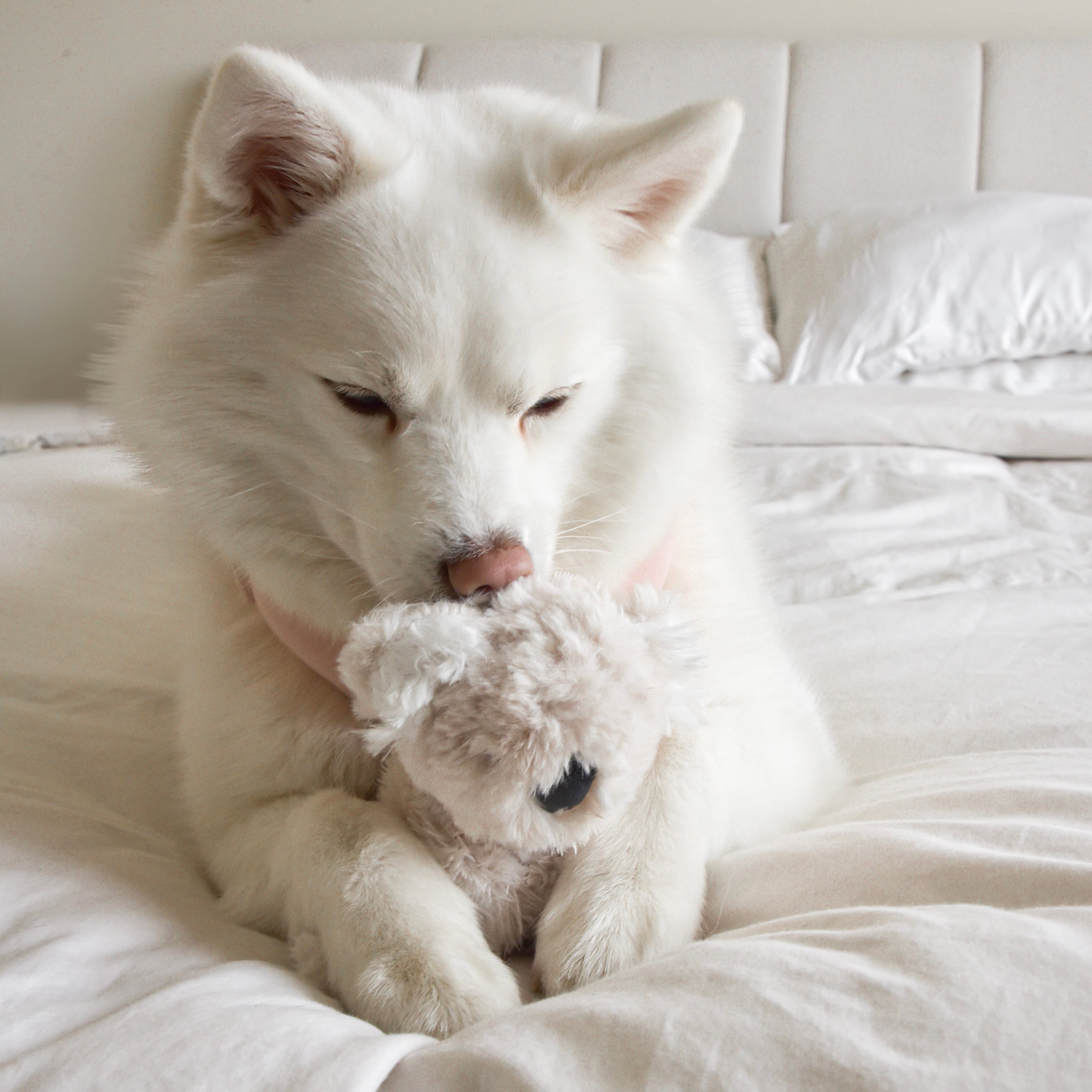 Koko Plushie Set