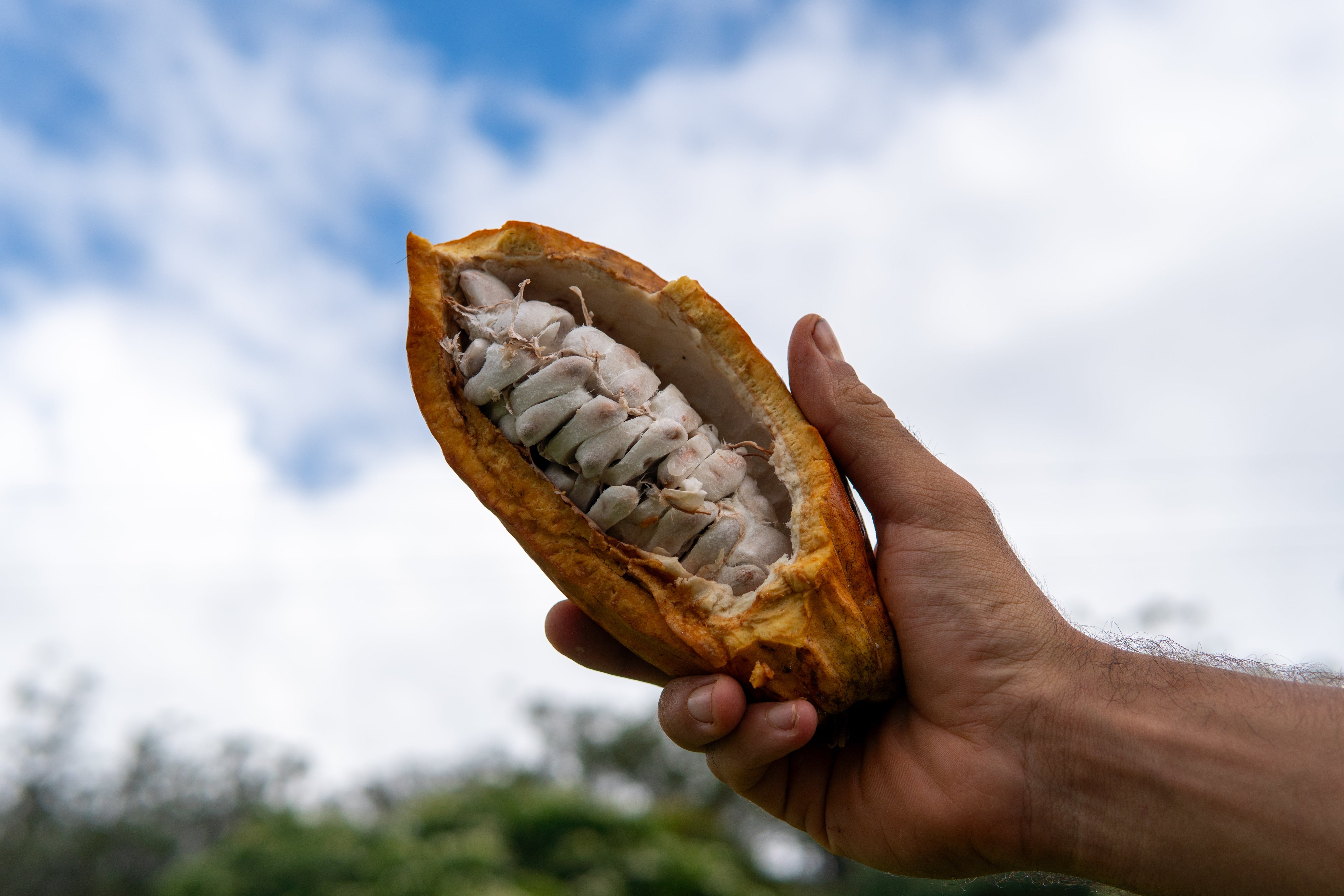Lion’s Mane Cacao (energy)
