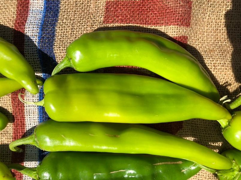 FRESH RED CHILE HARVEST OVER SEE YA IN 2026