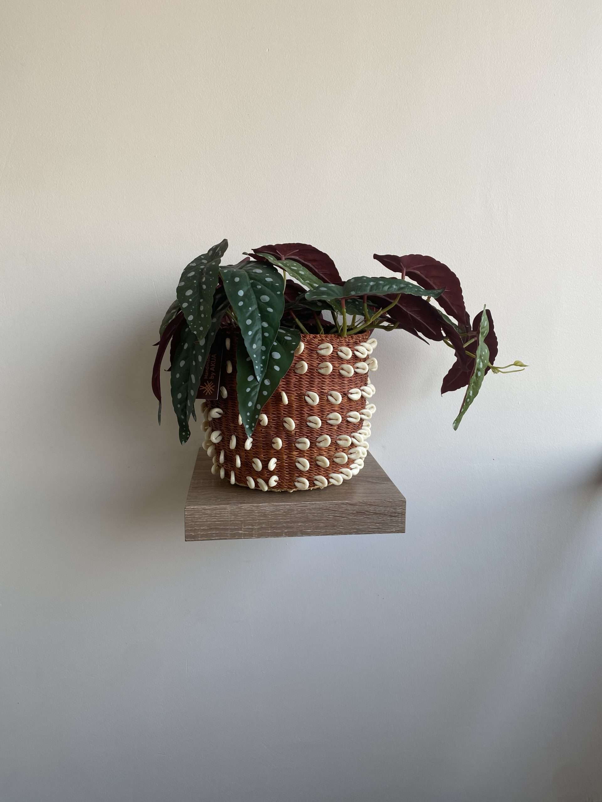 Sahara Shell planter