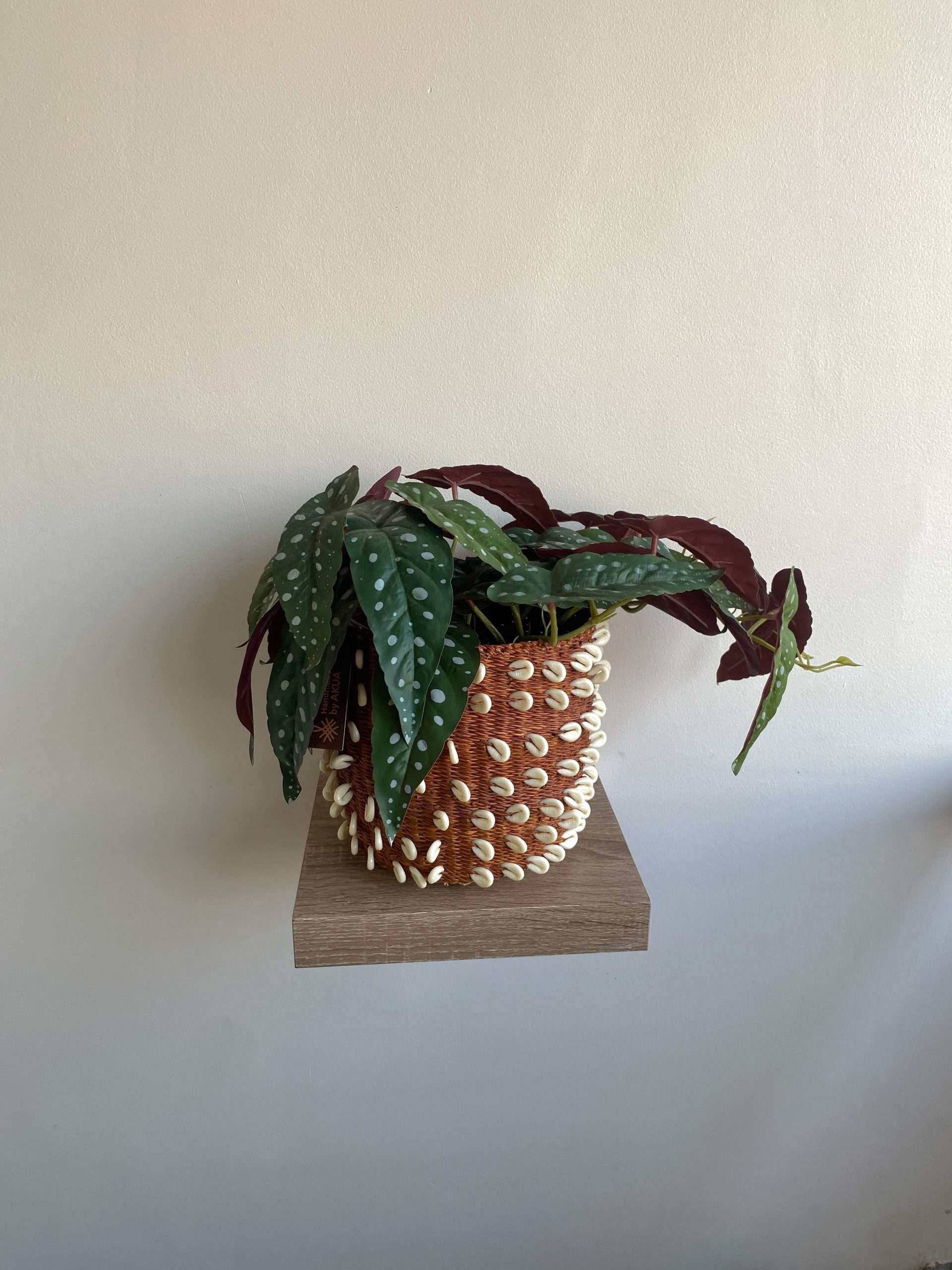 Sahara Shell planter