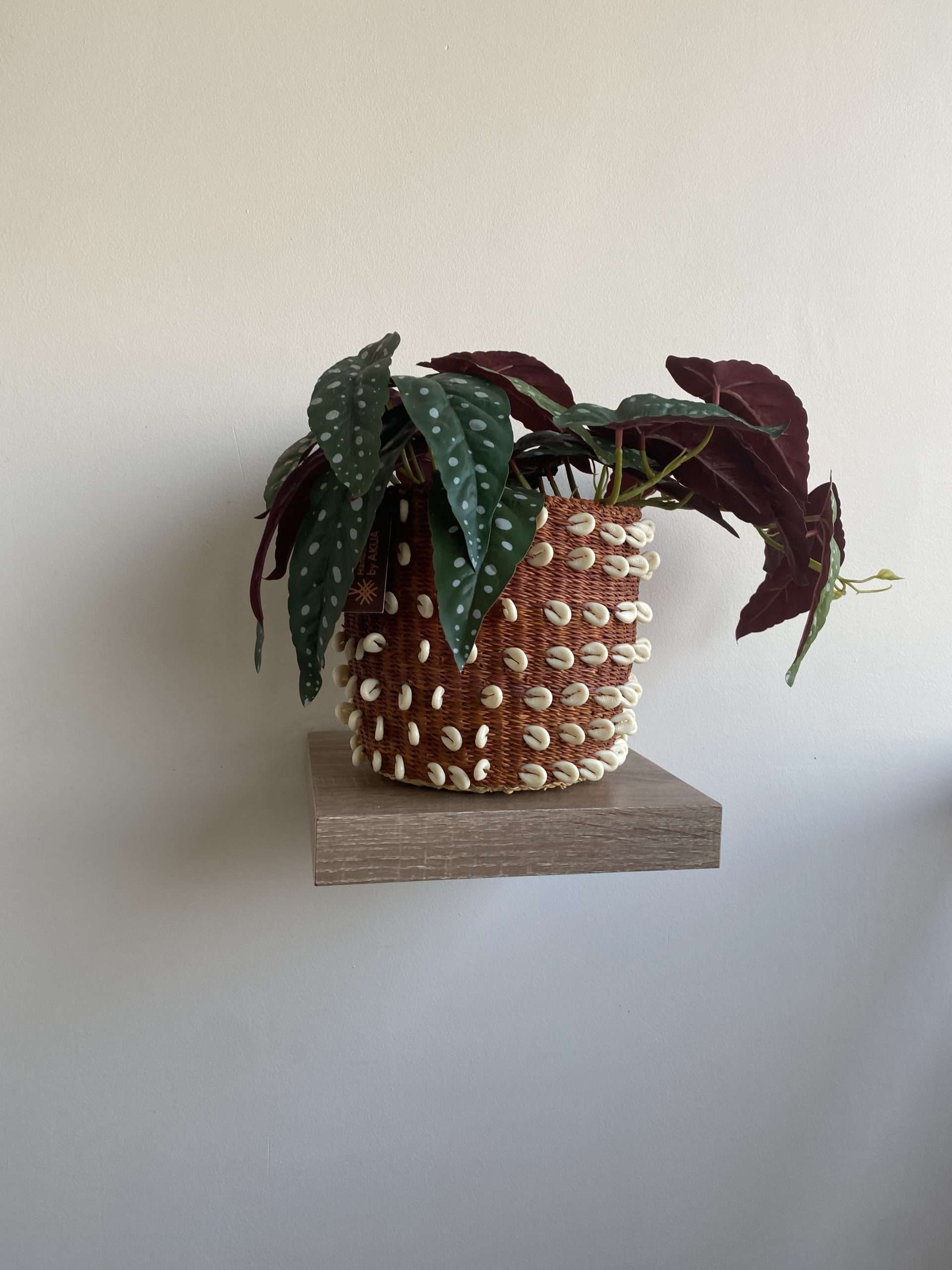Sahara Shell planter