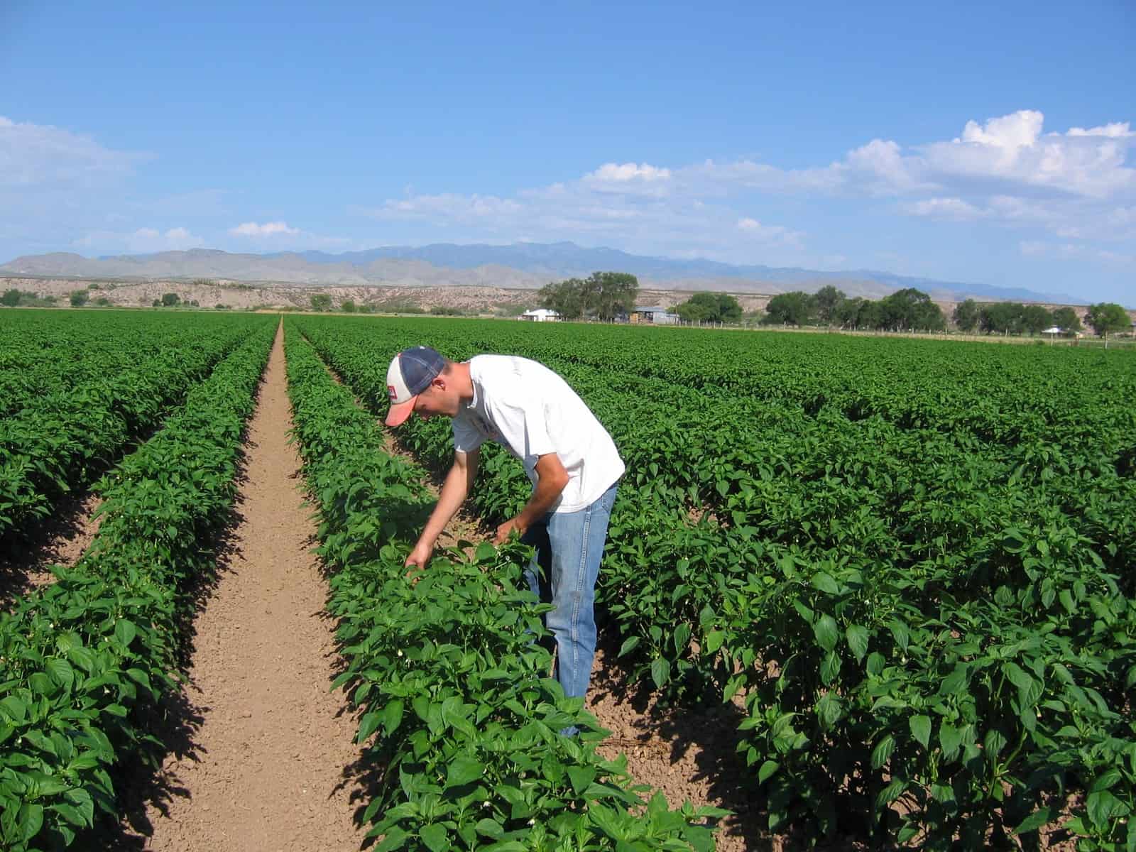 FRESH RED CHILE HARVEST OVER SEE YA IN 2026