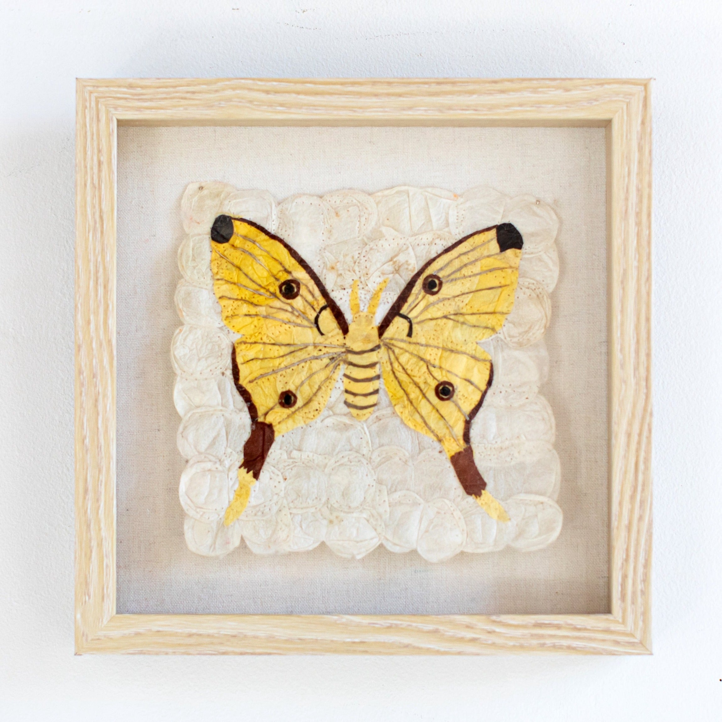 Mini Moth - Argema mittrei