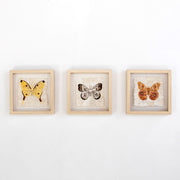 Mini Moth Set