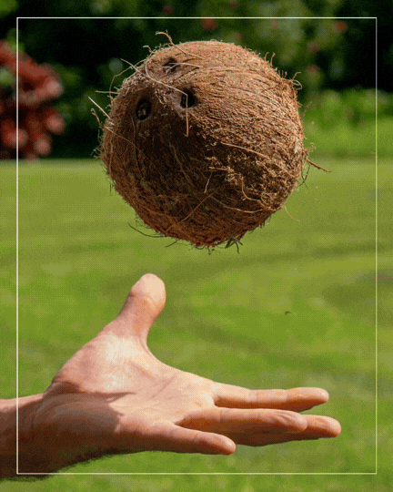 Lion’s Mane Cacao (energy)