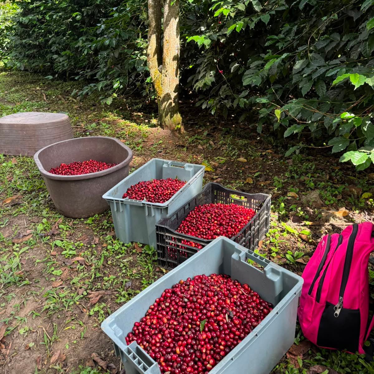 PUTUSHIO TYPICA MEJORADO WASHED